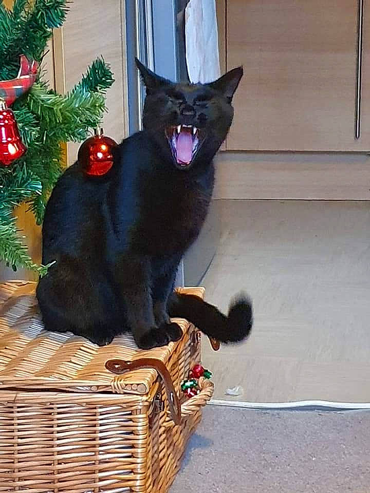 Wayne is registered to the contest to win money with this photo: basket, black_cat, bombay, carmine, carnivore, cat, domestic_short_haired_cat, event, felidae, fur, picnic_basket, plant, small_to_medium_sized_cats, snout, storage_basket, tail, tree, whiskers, wicker, window