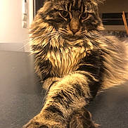 Trevor participe au concours pour gagner de l'argent avec cette photo : animal, architecture, building, cat, electronics, face, furniture, hardware, hardwood, head, indoors, interiordesign, kitten, livingroom, manx, person, pet, photography, portrait, wood