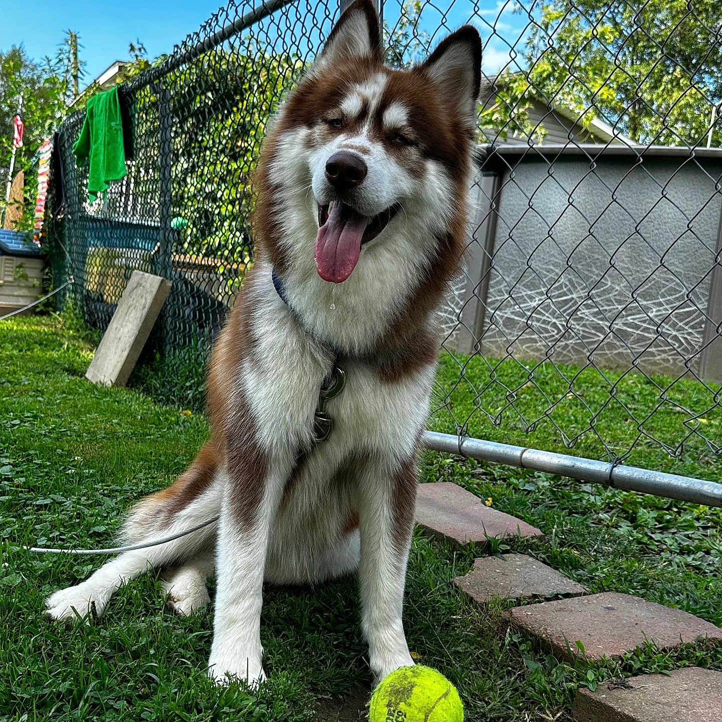 Finn