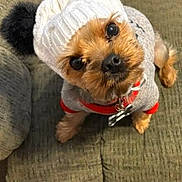 Cooper joined the competition — help win amazing prizes! animal, brown_fur, carpet, companion, couch, cozy, curious, cute, decor, dog, furniture, home, indoor, knit_hat, looking_up, pet, pom_poms, small_dog, sweater, toy