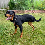 Stone is registered to the contest to win money with this photo: dog, rottweiler, grass, yard, pet, canine, outdoor, tongue_out, collar, black_and_tan, animal, mammal, happy, standing, nature, summer, playful, fur, domestic_animal, friendly