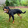dog, rottweiler, grass, yard, pet, canine, outdoor, tongue_out, collar, black_and_tan, animal, mammal, happy, standing, nature, summer, playful, fur, domestic_animal, friendly