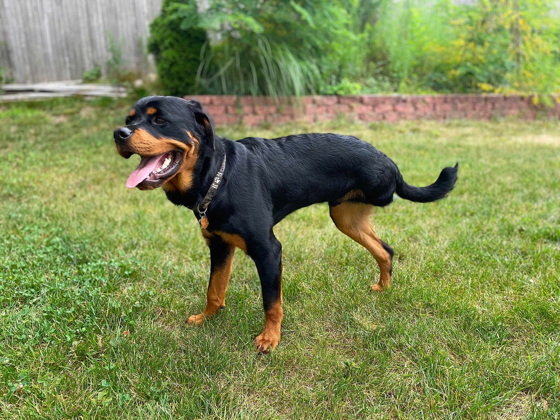 Stone is registered to the contest to win money with this photo: dog, rottweiler, grass, yard, pet, canine, outdoor, tongue_out, collar, black_and_tan, animal, mammal, happy, standing, nature, summer, playful, fur, domestic_animal, friendly