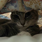 Lola joined the competition — help win amazing prizes! animal, bell, blanket, cat, closeup, collar, comfort, cozy, curious, cute, eyes, fur, hidden, indoor, pet, relaxed, resting, soft, tabby, whiskers
