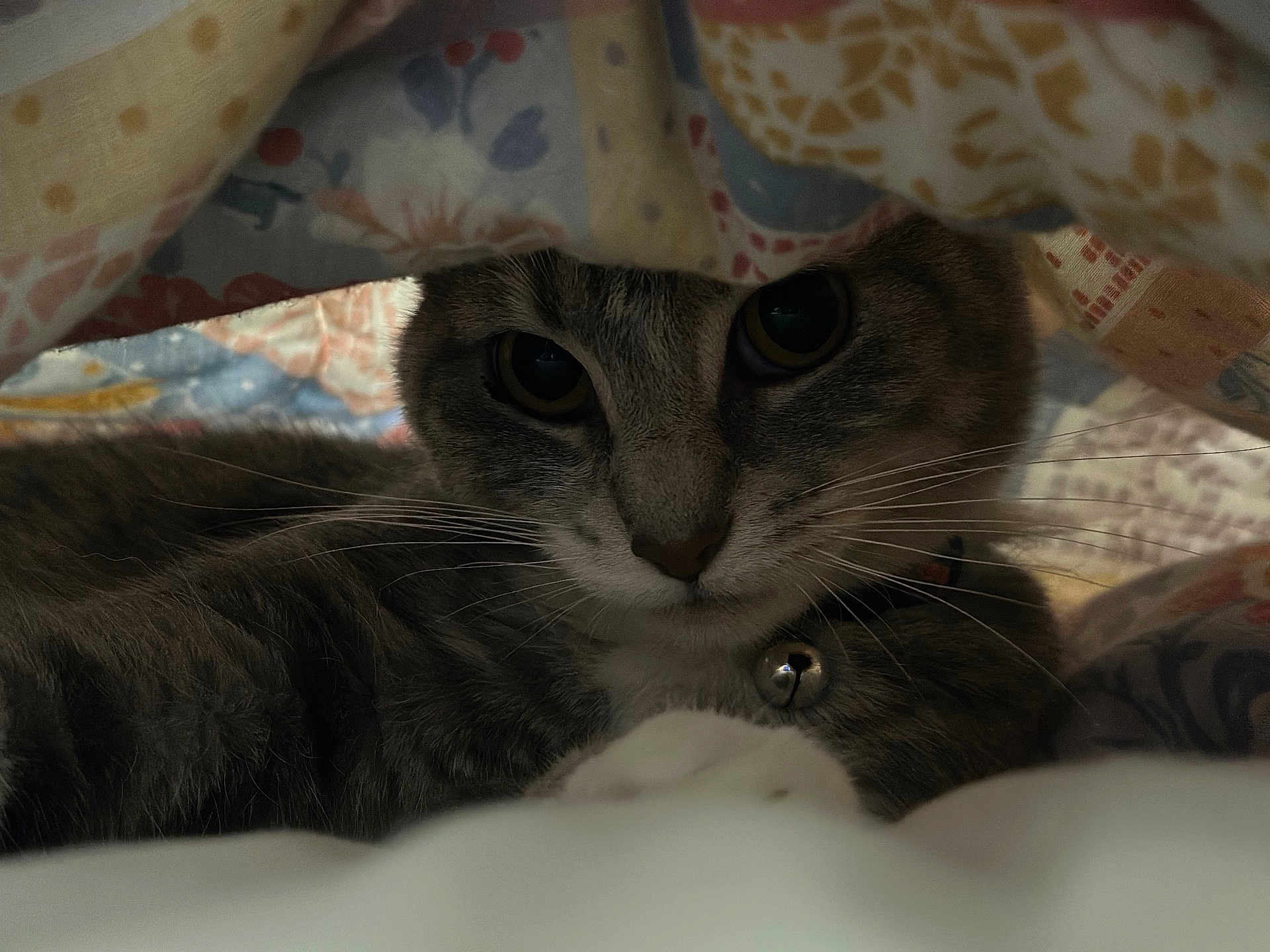 Lola