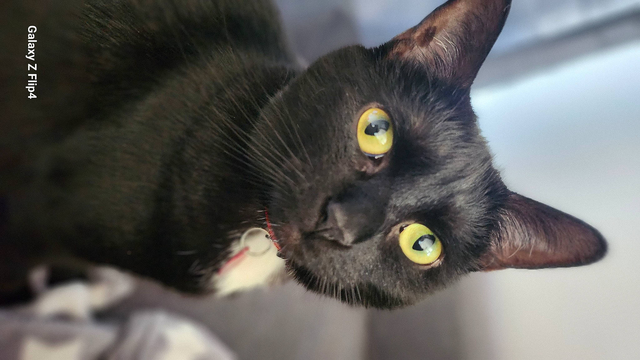 Leya participe au concours pour gagner de l'argent avec cette photo : black_cat, bombay, carnivore, cat, claw, domestic_short_haired_cat, ear, felidae, fur, havana_brown, small_to_medium_sized_cats, snout, terrestrial_animal, whiskers