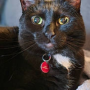 Leya a rejoint le concours — aidez-le/la à gagner de superbes lots ! cat, black_cat, green_eyes, close_up, pet, collar, tag, feline, animal, whiskers, fur, indoor, blanket, relaxed, portrait, soft_texture, reflection, domestic_cat, resting, cute