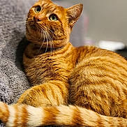 Bilou a rejoint le concours — aidez-le/la à gagner de superbes lots ! cat, orange_tabby, pet, animal, feline, whiskers, green_eyes, striped_tail, fur, cozy, blanket, indoor, relaxed, cute, domestic_cat, mammal, portrait, laying_down, curious, soft_texture