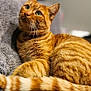 cat, orange_tabby, pet, animal, feline, whiskers, green_eyes, striped_tail, fur, cozy, blanket, indoor, relaxed, cute, domestic_cat, mammal, portrait, laying_down, curious, soft_texture