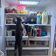 Snickers is registered to the contest to win money with this photo: cat, tabby, fridge, refrigerator, food, milk, container, shelf, curious, indoor, pet, animal, snack, light, kitchen, dairy, plastic_container, egg_carton, beverage, standing