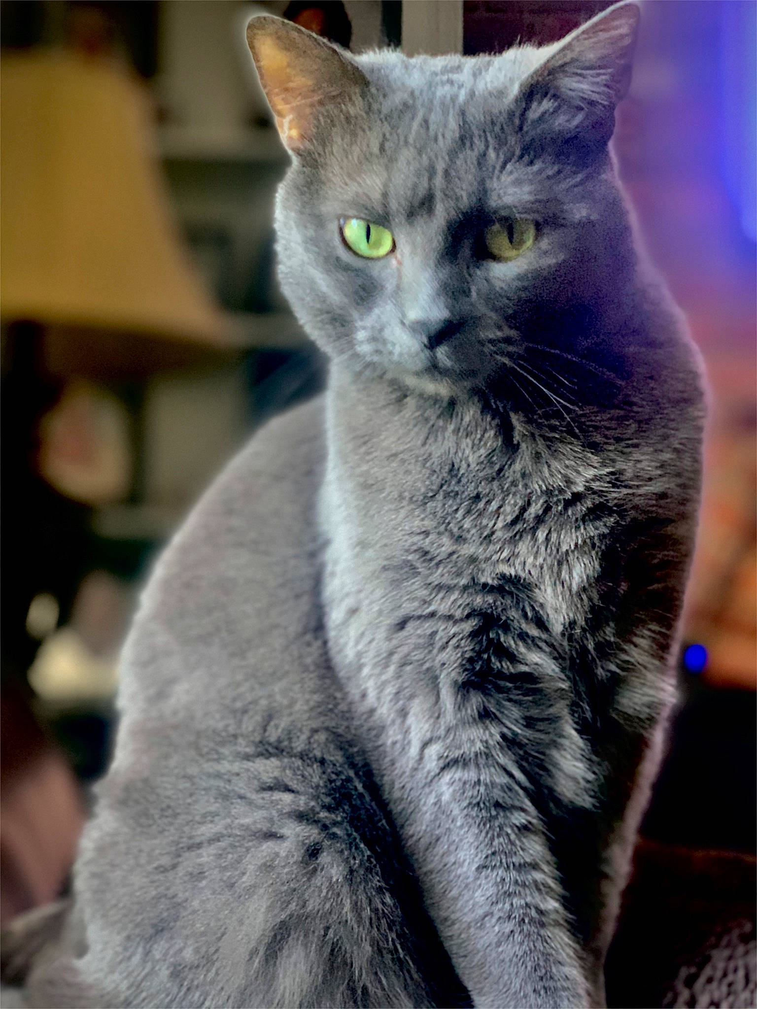 Agnes is registered to the contest to win money with this photo: carnivore, cat, close_up, domestic_short_haired_cat, electric_blue, felidae, fur, grey, iris, photo_caption, russian_blue, small_to_medium_sized_cats, snout, tail, terrestrial_animal, whiskers, wildlife, window