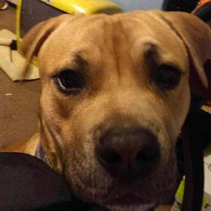 Leo joined the competition — help win amazing prizes! animal, ball, beagle, boxer, bulldog, canine, dog, greatdane, hound, labradorretriever, pet, pitbull, puppy, snout, sport, tennis, tennisball