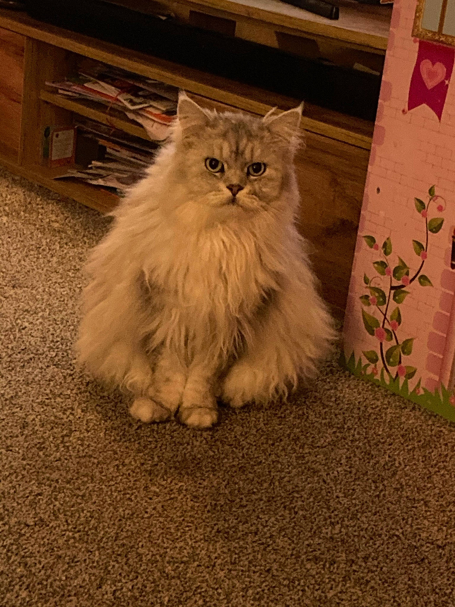 Teddy joined the competition — help win amazing prizes! british_longhair, carnivore, cat, fawn, felidae, flooring, fur, grass, persian, plant, road_surface, sitting, small_to_medium_sized_cats, snout, tail, terrestrial_animal, whiskers, window, wood