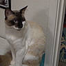 Mikki is registered to the contest to win money with this photo: cat, siamese_cat, pet, animal, sitting, indoor, home, portrait, blue_eyes, pointed_ears, cream_fur, dark_face, whiskers, tail, furniture, table, doorway, rug, colorful_background, watchful