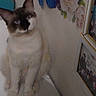 Mikki is registered to the contest to win money with this photo: cat, siamese_cat, pet, animal, sitting, upright, blue_eyes, pointed_ears, short_hair, indoors, shelf, household, family_photos, picture_frames, flowers, colorful, portrait, curious, feline, home_decor