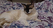 Mikki is registered to the contest to win money with this photo: cat, siamese_cat, fluffy, sleepy, relaxed, lying_down, bed, bedspread, floral, bedroom, indoor, pet, animal, fur, whiskers, ears, paws, face, portrait, cozy