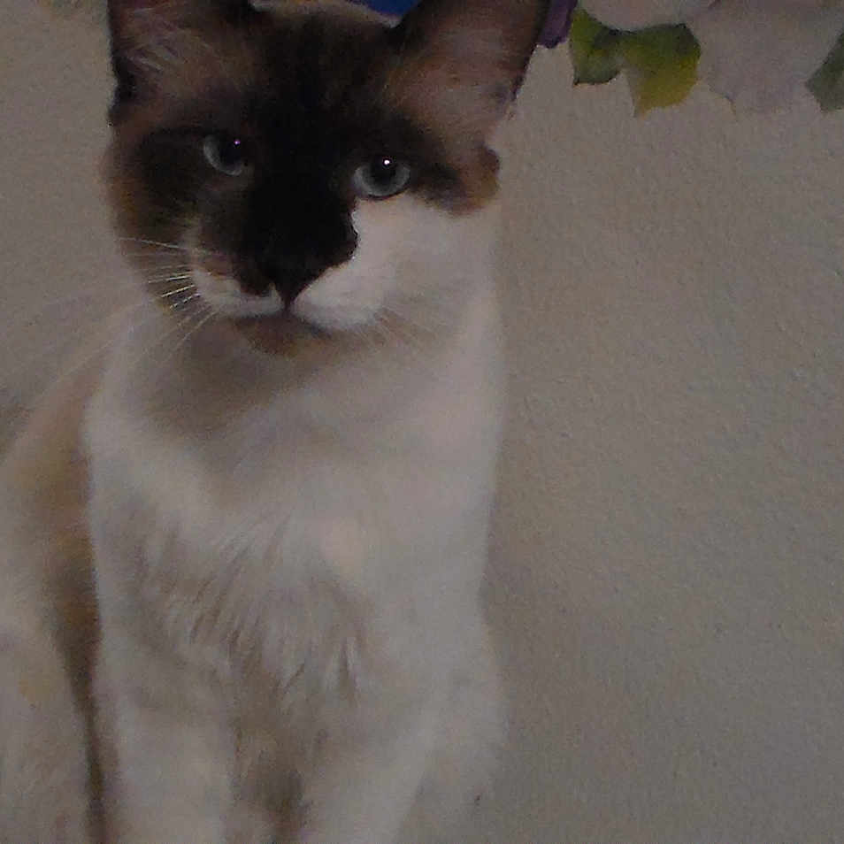 Mikki