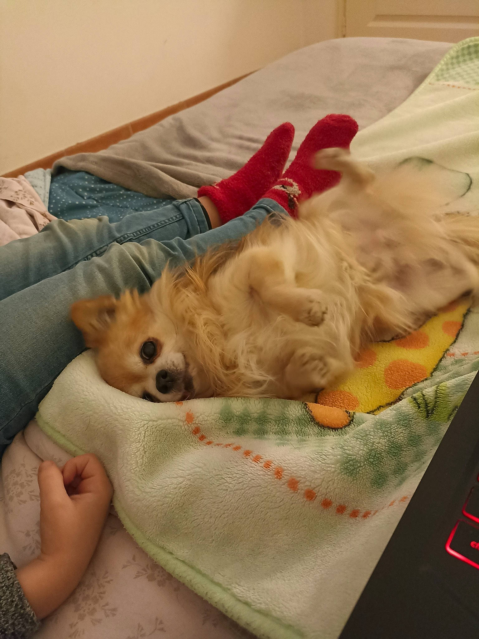 Bobby participe au concours pour gagner de l'argent avec cette photo : canidae, carnivore, comfort, companion_dog, couch, dog, dog_breed, dog_supply, fawn, felidae, fur, linens, pet_supply, small_to_medium_sized_cats, sporting_group, tail, textile, toy_dog, whiskers, working_animal