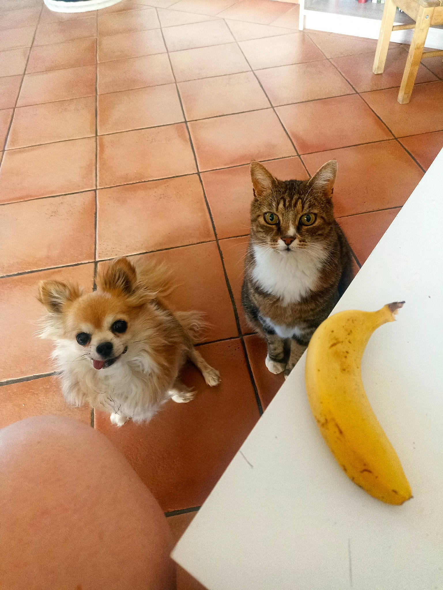 Bobby a rejoint le concours — aidez-le/la à gagner de superbes lots ! banana, carnivore, cat, companion_dog, cooking_plantain, dog, fawn, felidae, floor, flooring, flowerpot, food, fur, mammal, saba_banana, small_to_medium_sized_cats, tail, toy_dog, vertebrate, whiskers