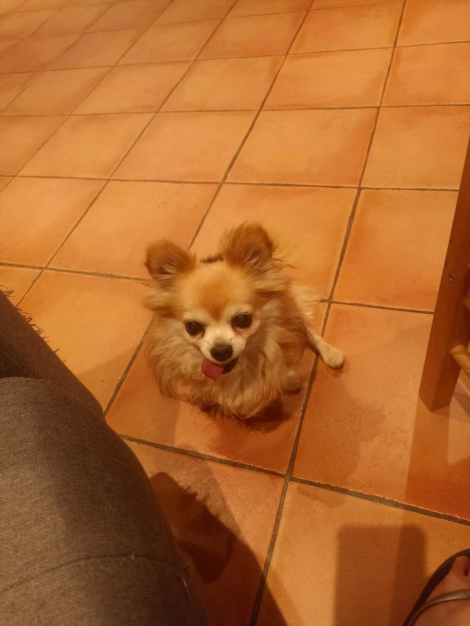 Bobby a rejoint le concours — aidez-le/la à gagner de superbes lots ! canidae, carnivore, chihuahua, companion_dog, dog, dog_breed, dog_supply, fawn, floor, flooring, hardwood, pet_supply, snout, sporting_group, tail, tile_flooring, toy_dog, whiskers, wood, working_animal