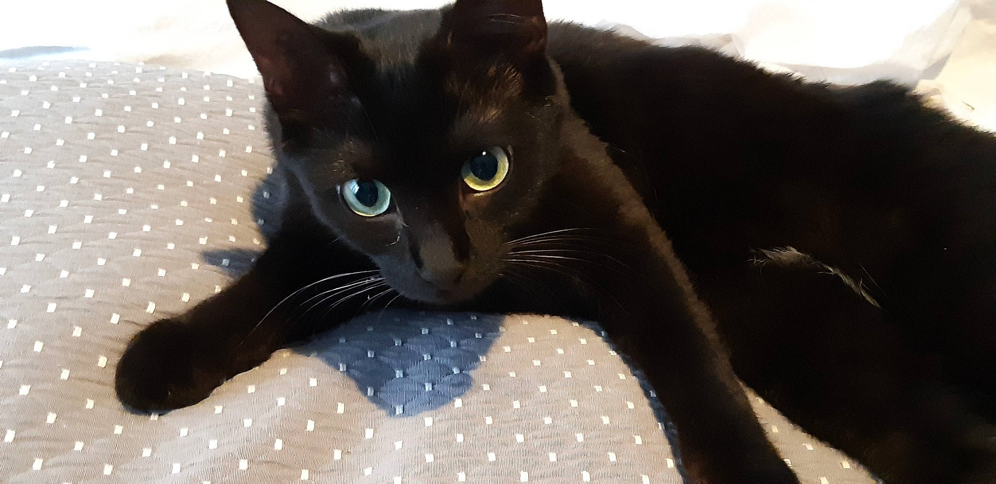 Poupougne a rejoint le concours — aidez-le/la à gagner de superbes lots ! black_cat, bombay, carnivore, cat, claw, comfort, domestic_short_haired_cat, electric_blue, felidae, fur, grey, pattern, small_to_medium_sized_cats, snout, tail, terrestrial_animal, whiskers