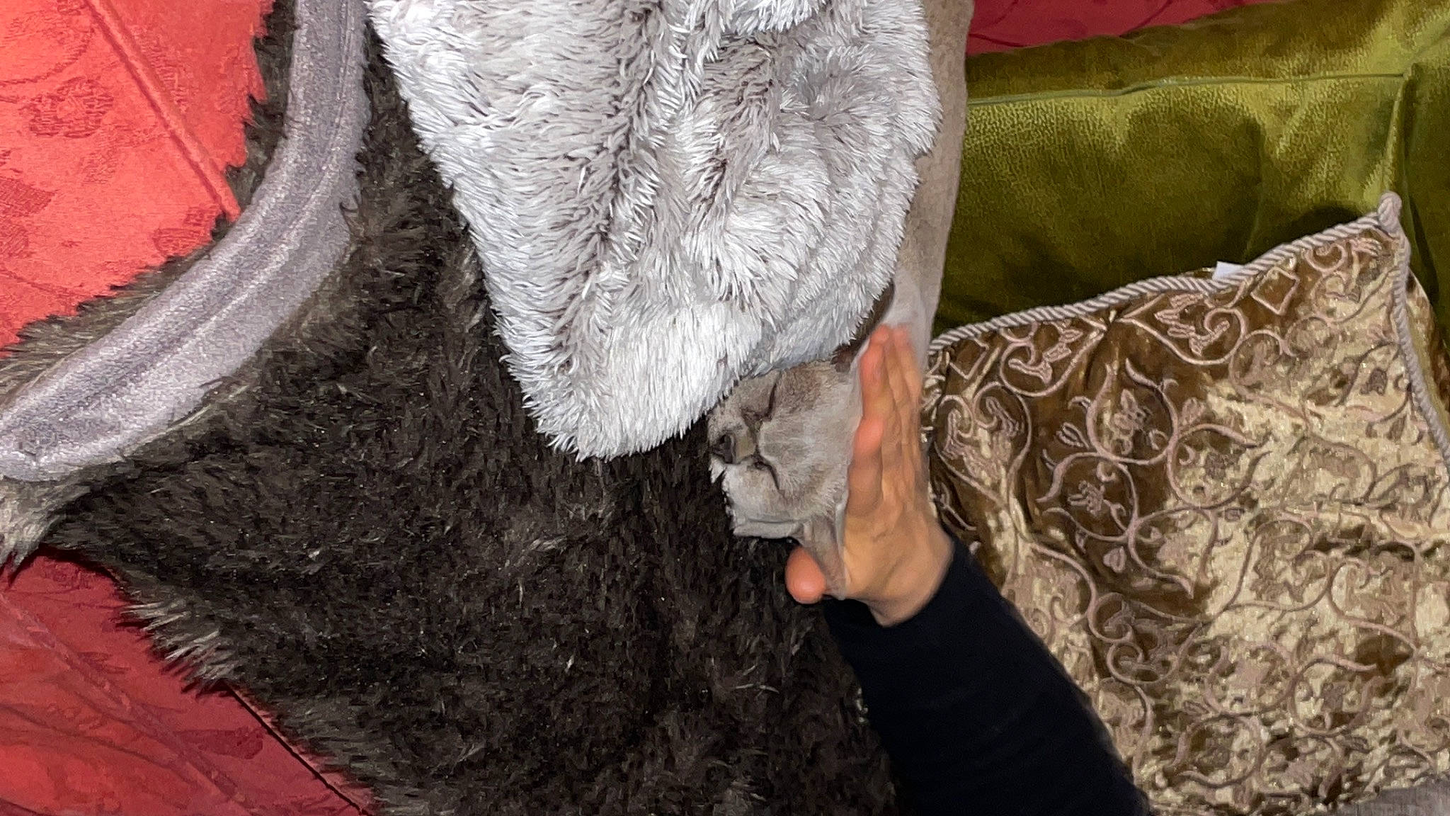 Gandalf is registered to the contest to win money with this photo: art, beard, denim, dress, fashion_accessory, fur, fur_clothing, gesture, glasses, glove, grey, hand, human_leg, sleeve, street_fashion, textile, tree, wood, wool, woolen