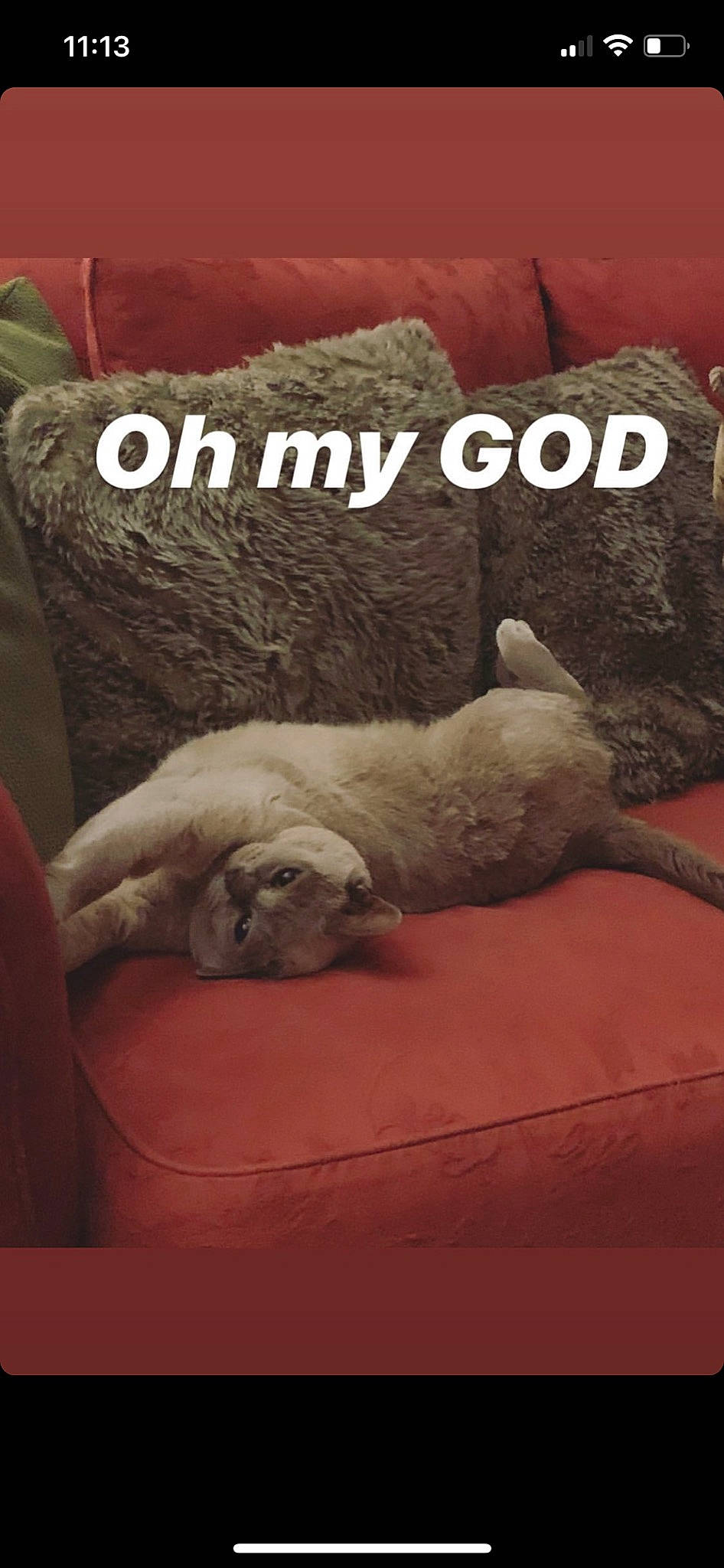 Gandalf joined the competition — help win amazing prizes! bedding, carnivore, comfort, companion_dog, dog, dog_breed, duvet, fawn, felidae, fur, grey, linens, paw, pillow, small_to_medium_sized_cats, sporting_group, tail, vertebrate, whiskers, wood