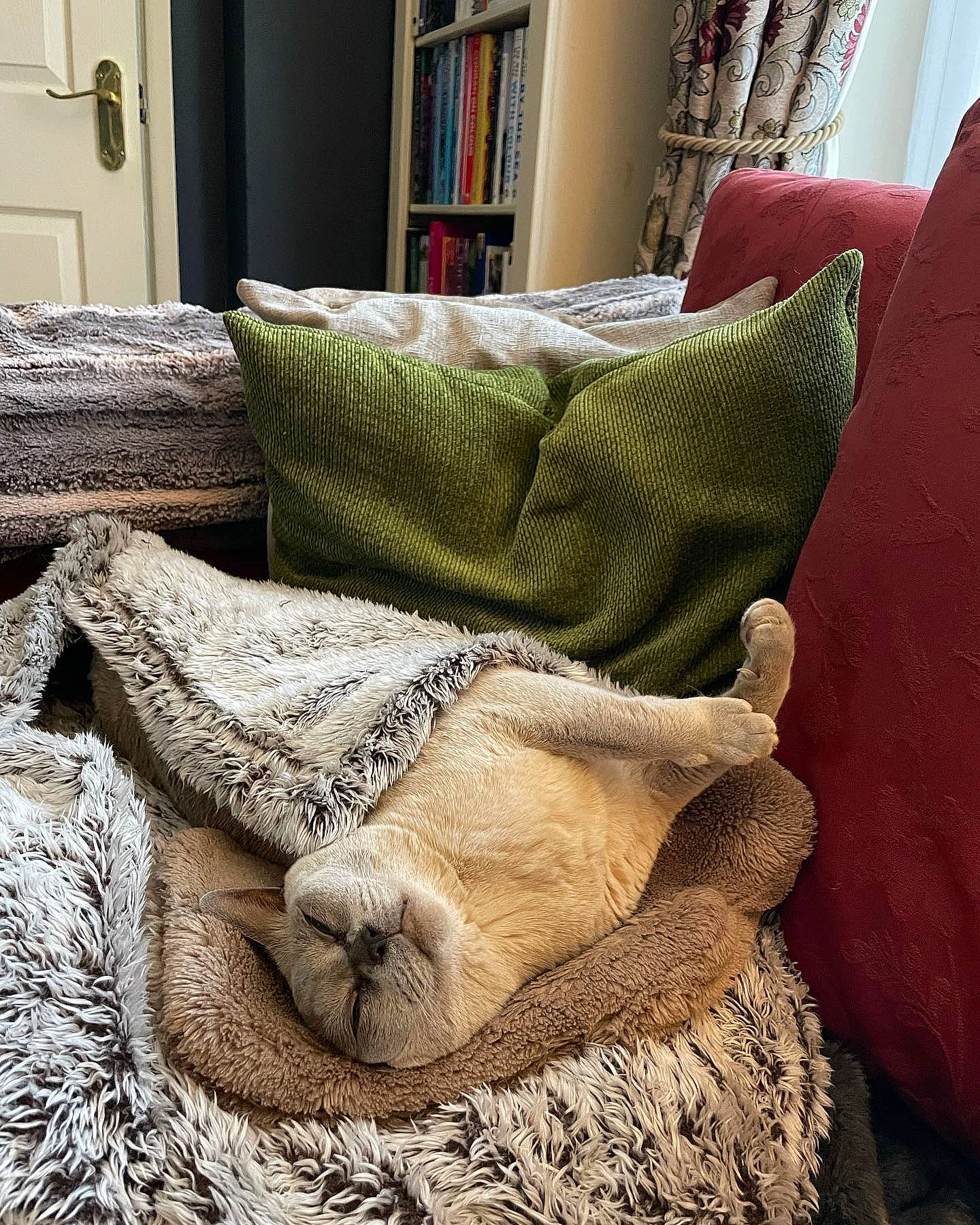 Gandalf joined the competition — help win amazing prizes! bedding, carpet, chair, comfort, couch, felidae, floor, flooring, fur, hardwood, human_leg, interior_design, linens, living_room, pillow, rectangle, table, whiskers, wood, wool