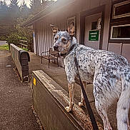 Arlo is registered to the contest to win money with this photo: bench, building, collar, daytime, dog, door, ears, fence, laundry_room, leash, nature, outdoor, pavement, sidewalk, spotted_fur, sunlight, trees, wall, window, wooden_ledge