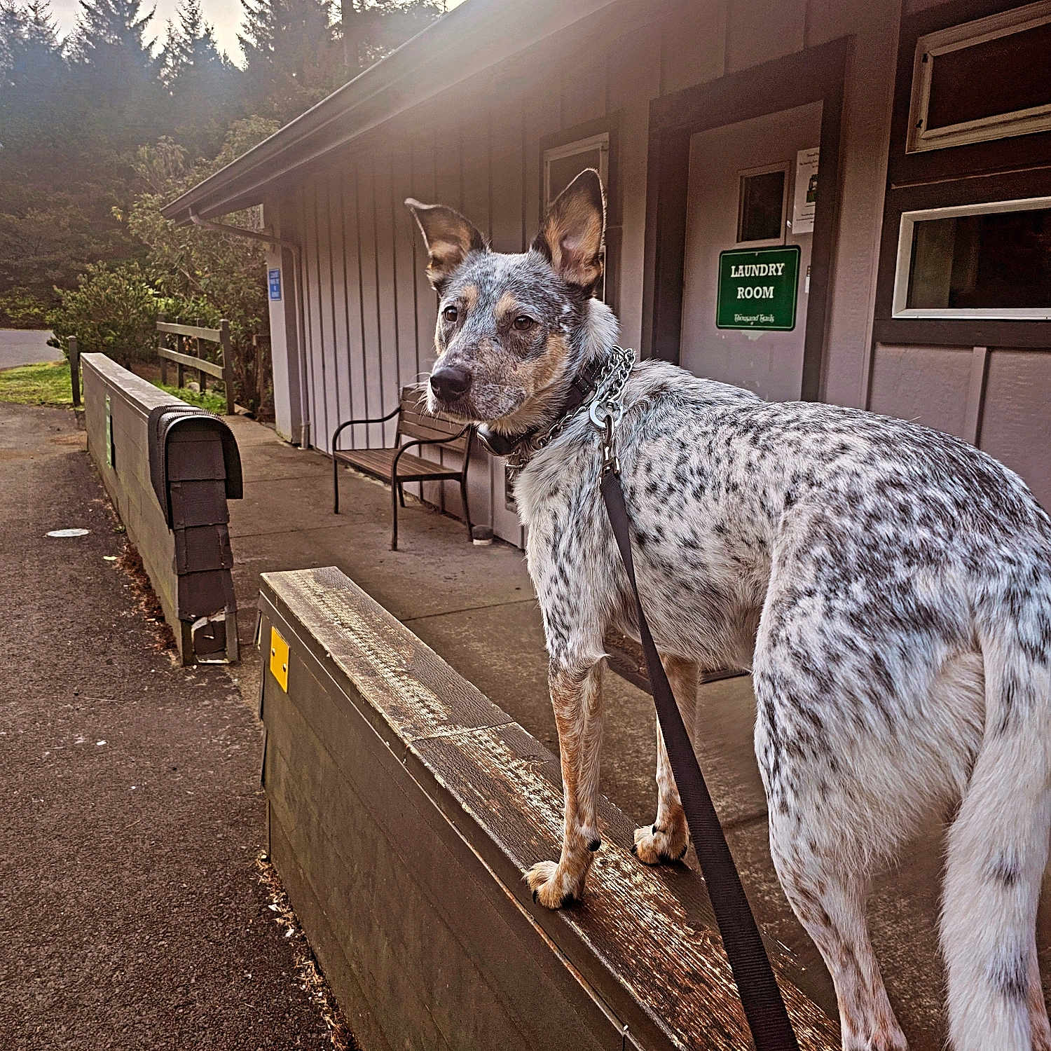 Arlo is registered to the contest to win money with this photo: bench, building, collar, daytime, dog, door, ears, fence, laundry_room, leash, nature, outdoor, pavement, sidewalk, spotted_fur, sunlight, trees, wall, window, wooden_ledge