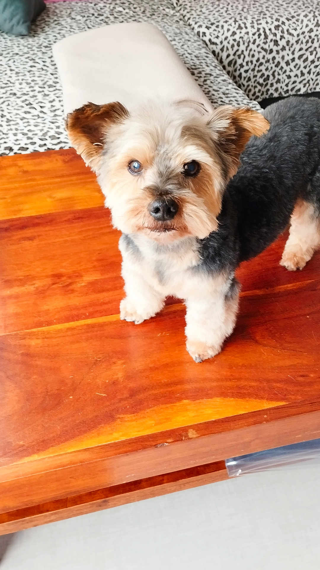 Arsène a rejoint le concours — aidez-le/la à gagner de superbes lots ! dog, small_dog, pet, fur, groomed, table, wooden_table, indoor, couch, cushion, pattern, animal, cute, looking, ears, eyes, floor, furniture, home, curious