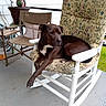 dog, rocking_chair, floral_cushion, porch, outdoor, pet, brown_dog, furniture, relaxed, decor, owl_planter, folding_chair, concrete_floor, white_chair, nature, green_grass, calm, animal, house_siding, daylight