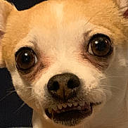Peanut joined the competition — help win amazing prizes! dog, close_up, pet, toy, orange, furry, cute, expression, face, nose, eyes, teeth, indoor, blanket, cozy, small_dog, chihuahua, animal, portrait, playful