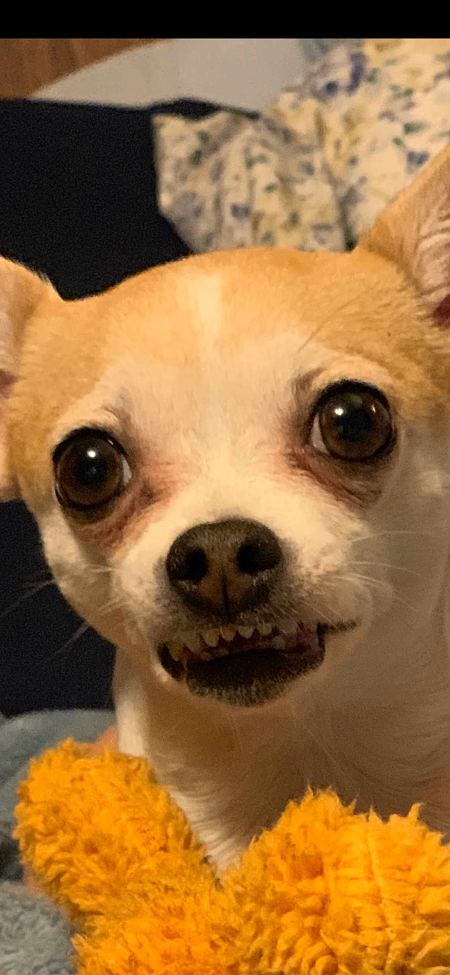 Peanut
