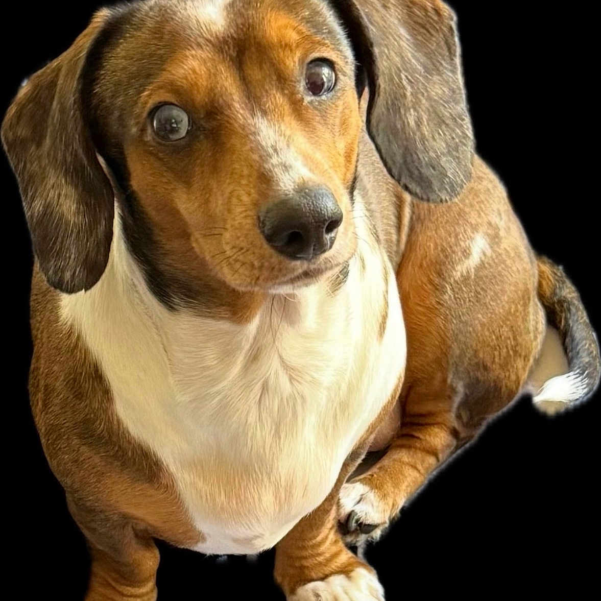 Bleue joined the competition — help win amazing prizes! animal, brown, canine, cute, dachshund, dog, domestic_animal, ears, fur, isolated, looking_up, paw, pet, portrait, short_hair, sitting, small_dog, studio_style, tail, white