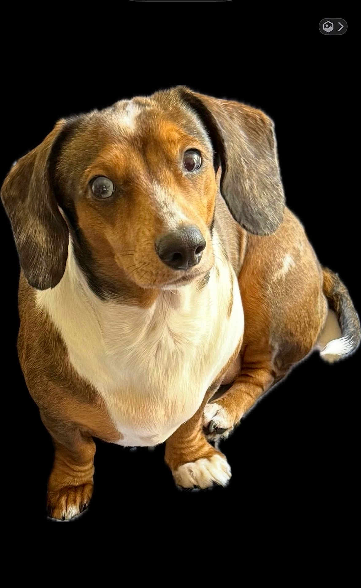 Bleue joined the competition — help win amazing prizes! dog, dachshund, pet, animal, brown, white, fur, ears, cute, canine, portrait, looking_up, sitting, isolated, studio_style, domestic_animal, short_hair, small_dog, paw, tail