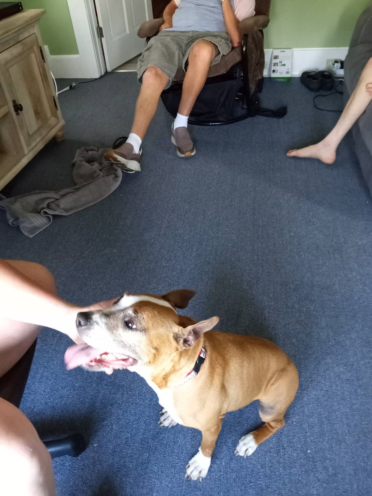 Vera joined the competition — help win amazing prizes! cabinetry, canidae, carnivore, chair, comfort, companion_dog, dog, dog_breed, fawn, flooring, hardwood, human_leg, lap, shorts, sitting, snout, sporting_group, toy_dog, wood, working_animal