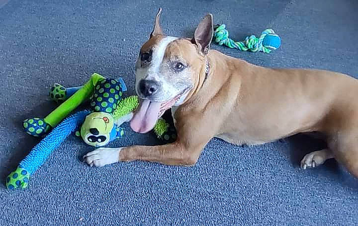 Vera is registered to the contest to win money with this photo: canidae, carnivore, collar, companion_dog, dog, dog_breed, dog_collar, dog_supply, fawn, flooring, non_sporting_group, paw, pet_supply, sporting_group, tennis_ball, whiskers, working_dog