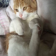 Pumpkin joined the competition — help win amazing prizes! cat, orange_and_white, pet, animal, feline, paws, close_up, blanket, soft, relaxed, indoor, cute, whiskers, fur, sleepy, resting, eyes, pink_nose, cozy, lying_down