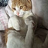 cat, orange_and_white, pet, animal, feline, paws, close_up, blanket, soft, relaxed, indoor, cute, whiskers, fur, sleepy, resting, eyes, pink_nose, cozy, lying_down