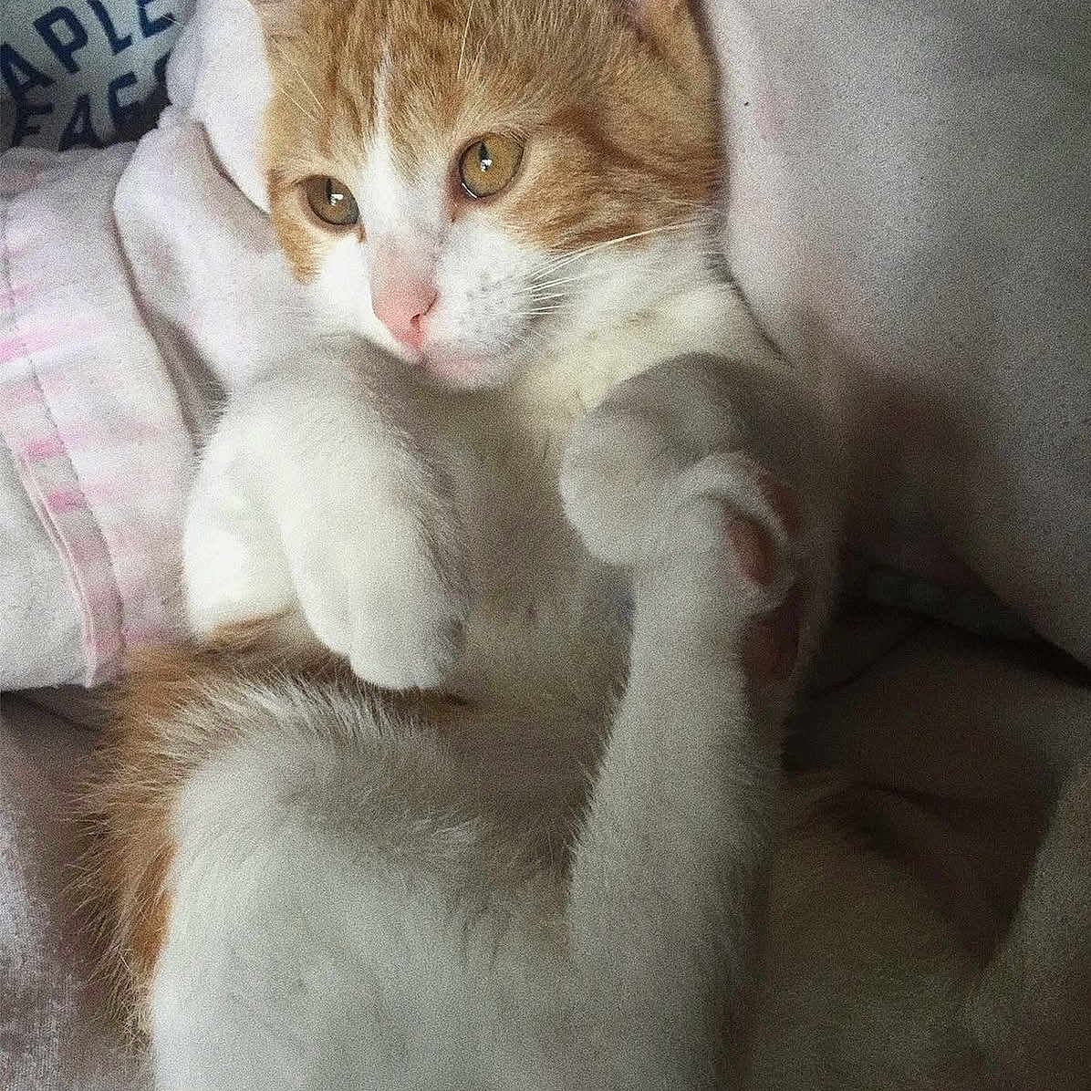 Pumpkin joined the competition — help win amazing prizes! cat, orange_and_white, pet, animal, feline, paws, close_up, blanket, soft, relaxed, indoor, cute, whiskers, fur, sleepy, resting, eyes, pink_nose, cozy, lying_down