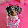 Amor joined the competition — help win amazing prizes! dog, bandana, bow, pink_background, balloons, pet, cute, portrait, small_dog, indoor, decorations, festive, animal, looking_up, ears, spots, floor, colorful, closeup, friendly