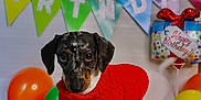 Amor is registered to the contest to win money with this photo: dog, puppy, red_sweater, birthday, balloons, banner, party, celebration, indoor, cute, small_dog, colorful, decorations, festive, pet, animal, white_background, happy_birthday, playful, looking