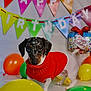 dog, puppy, red_sweater, birthday, balloons, banner, party, celebration, indoor, cute, small_dog, colorful, decorations, festive, pet, animal, white_background, happy_birthday, playful, looking