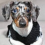 Amor is registered to the contest to win money with this photo: dog, dachshund, merle, heterochromia, blue_eye, brown_eye, pet, canine, portrait, close_up, sweater, black_sweater, lying_down, indoor, soft_background, cute, animal, fur, ears, paws