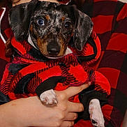 Amor joined the competition — help win amazing prizes! puppy, dog, pet, plaid, hoodie, red, black, white_paw, person, hand, cozy, cute, closeup, indoor, warm, fur, animal, portrait, fashion, holding