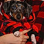 puppy, dog, pet, plaid, hoodie, red, black, white_paw, person, hand, cozy, cute, closeup, indoor, warm, fur, animal, portrait, fashion, holding