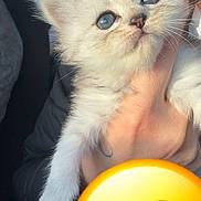 Moon a rejoint le concours — aidez-le/la à gagner de superbes lots ! kitten, cat, blue_eyes, fluffy, pet, animal, hand, car_interior, sunlight, cute, feline, young, close_up, portrait, whiskers, holding, domestic_animal, adorable, soft_fur, smiling_emoji