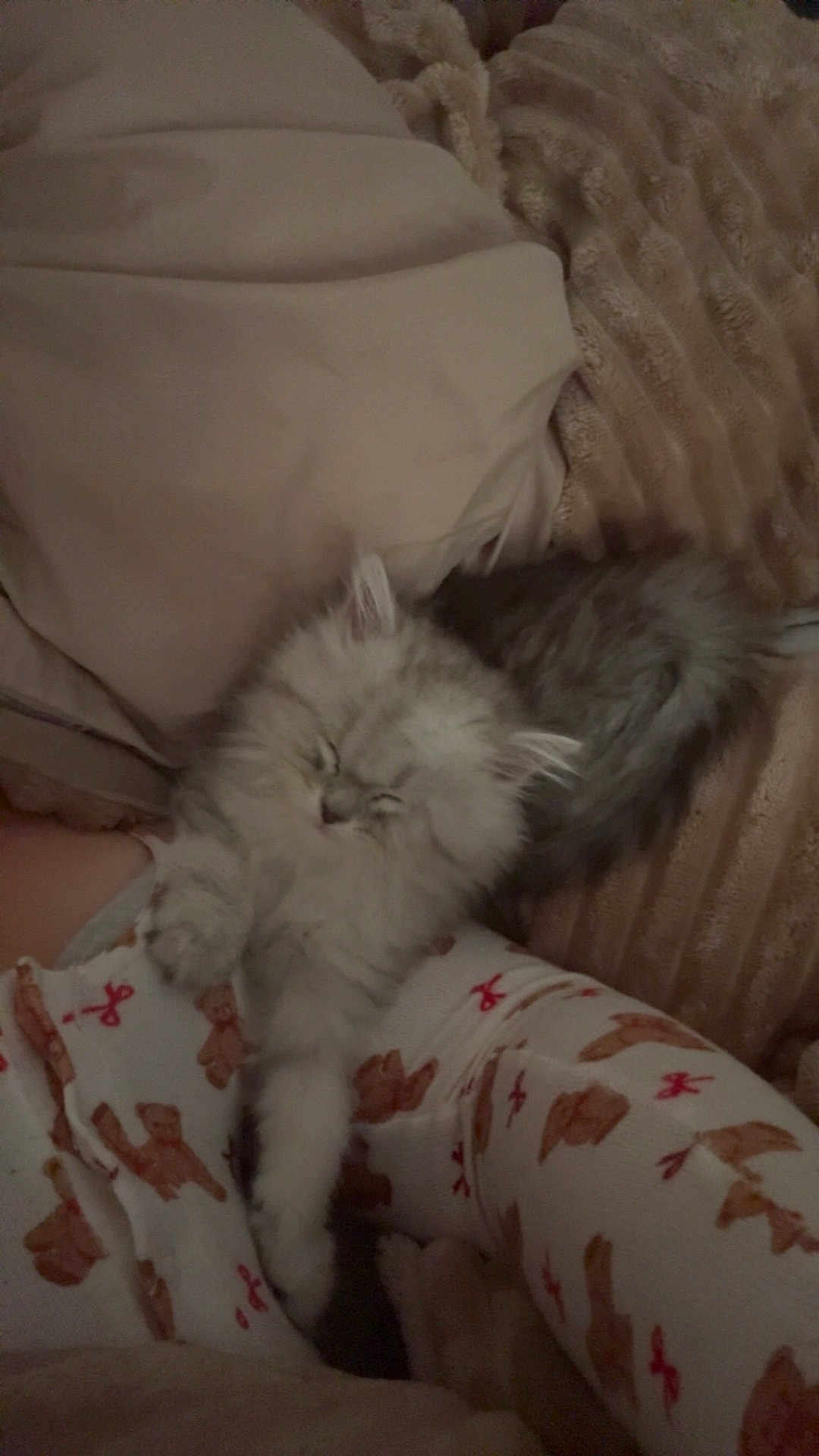 Moon participe au concours pour gagner de l'argent avec cette photo : kitten, cat, sleeping, fluffy, blanket, pajamas, teddy_bear_pattern, cozy, cute, pet, resting, indoor, soft_texture, furry, animal, comfort, relaxed, nap, warm, cuddle