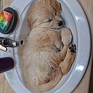 Alone a rejoint le concours — aidez-le/la à gagner de superbes lots ! puppy, dog, sleeping, sink, bathroom, countertop, soap, cup, wooden_surface, fur, cute, pet, cozy, curled_up, domestic, animal, small, resting, indoor, peaceful